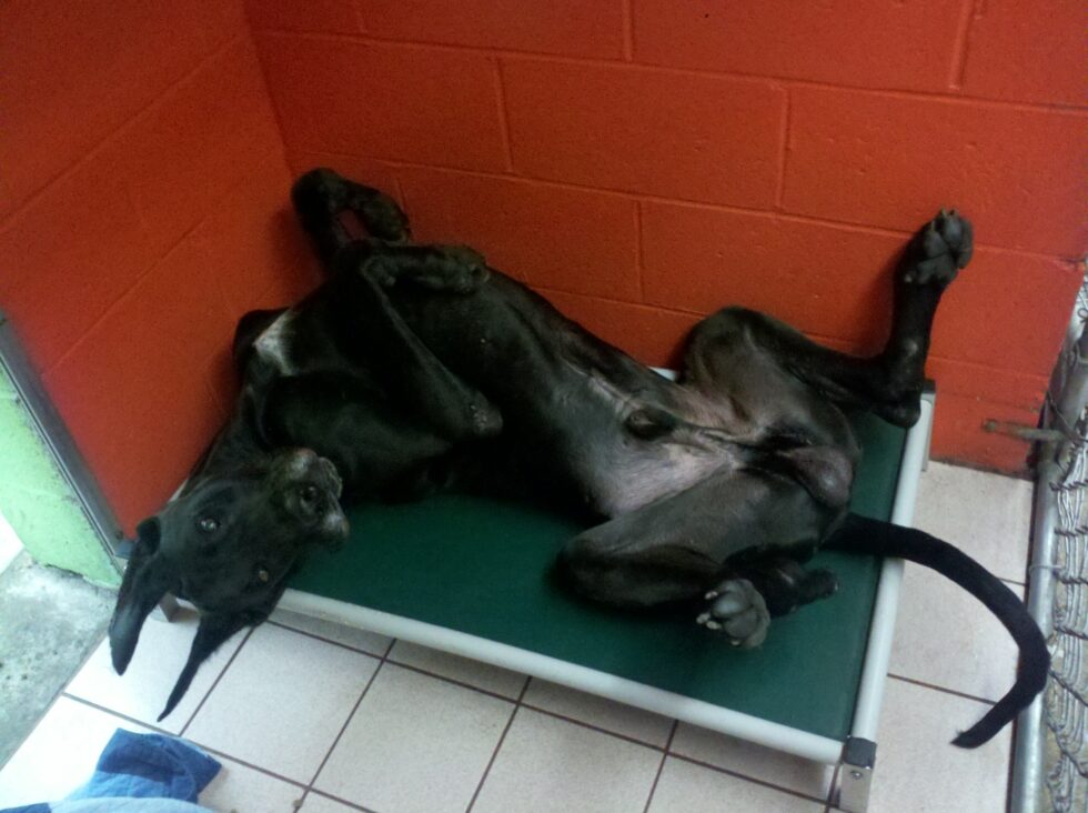 Services Mini Manor Kennel