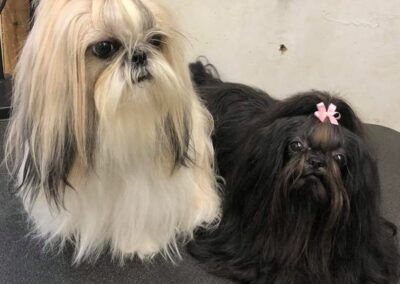 Mini Manor Kennel Shih Tzu Puppies with long hair freshly groomed