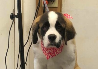Mini Manor Kennel Grooming Services in Rhode Island - Young puppy with a new haircut